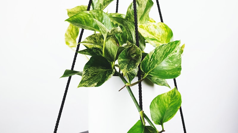 葡萄牙超级联赛比赛现场 - 本菲卡队主场光明球场全景